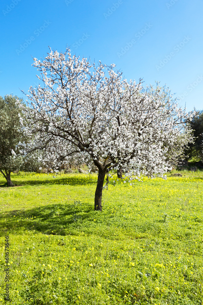 Fototapeta premium Almond tree