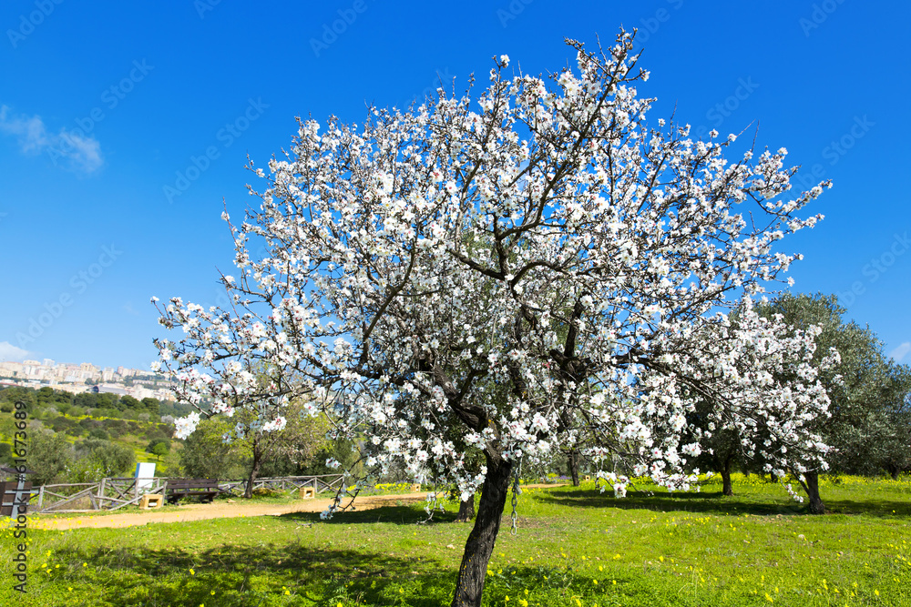 Fototapeta premium Almond tree