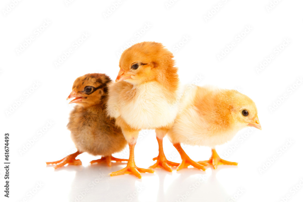 Obraz premium little chicken, isolated