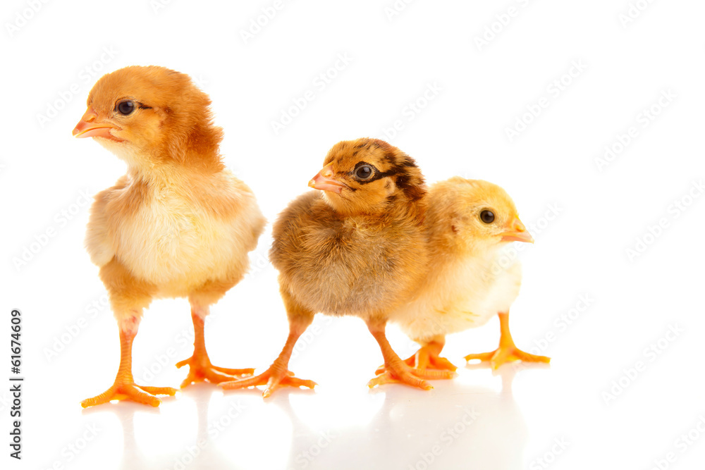 little chicken, isolated little chicken, isolated