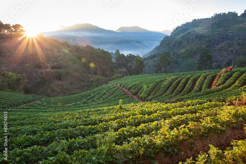 Morning sunrise in strawberry field at doi angkhang mountain, ch