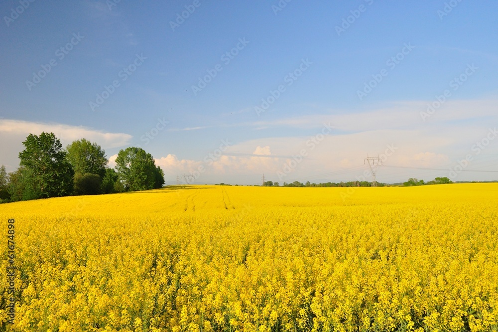 Yellow canola (Brassica napus L.) field with blue sky Yellow canola (Brassica napus L.) field with blue sky