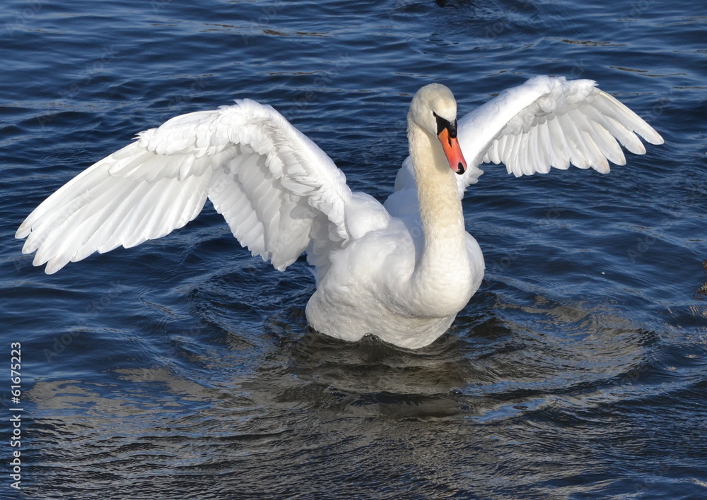 Fototapeta premium White Swan