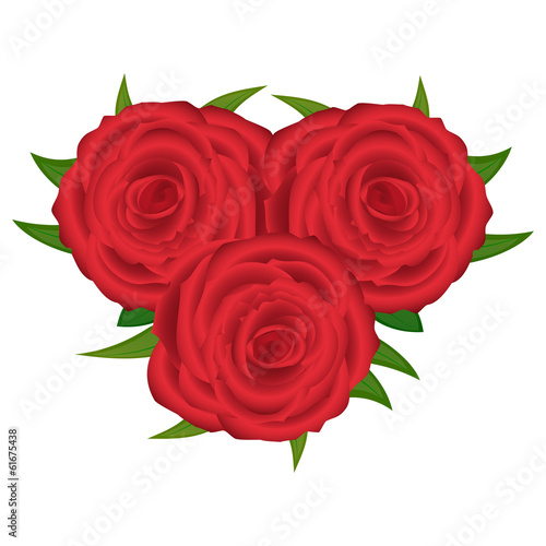red rose closeup on a white background