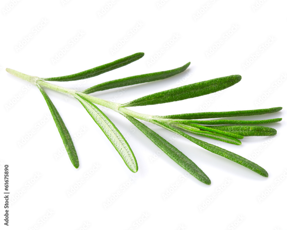 rosemary rosemary