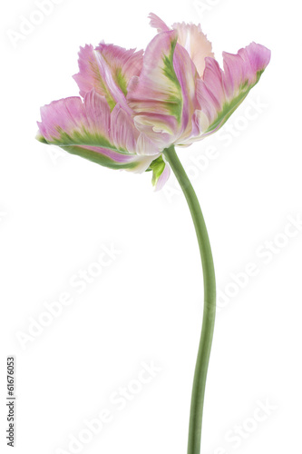 Fototapeta Naklejka Na Ścianę i Meble -  tulip