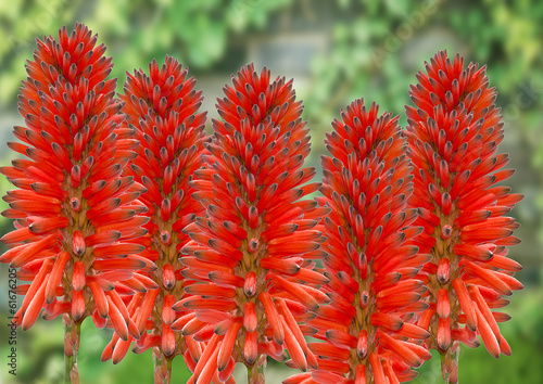 flowers of the aloe vera plant