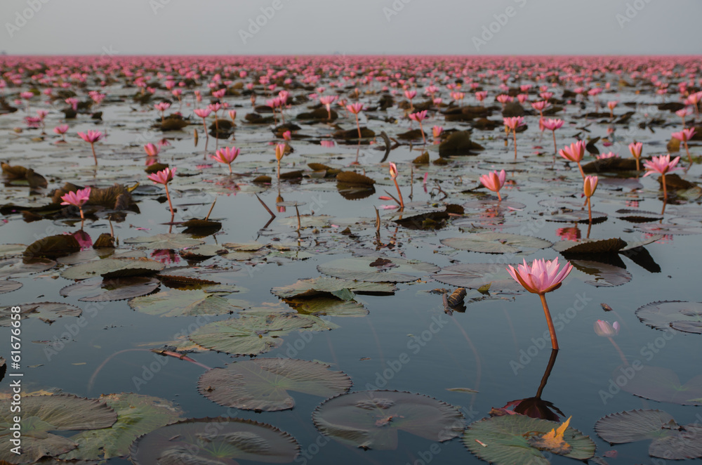 The Lake of water lillies, Udonthani The Lake of water lillies, Udonthani