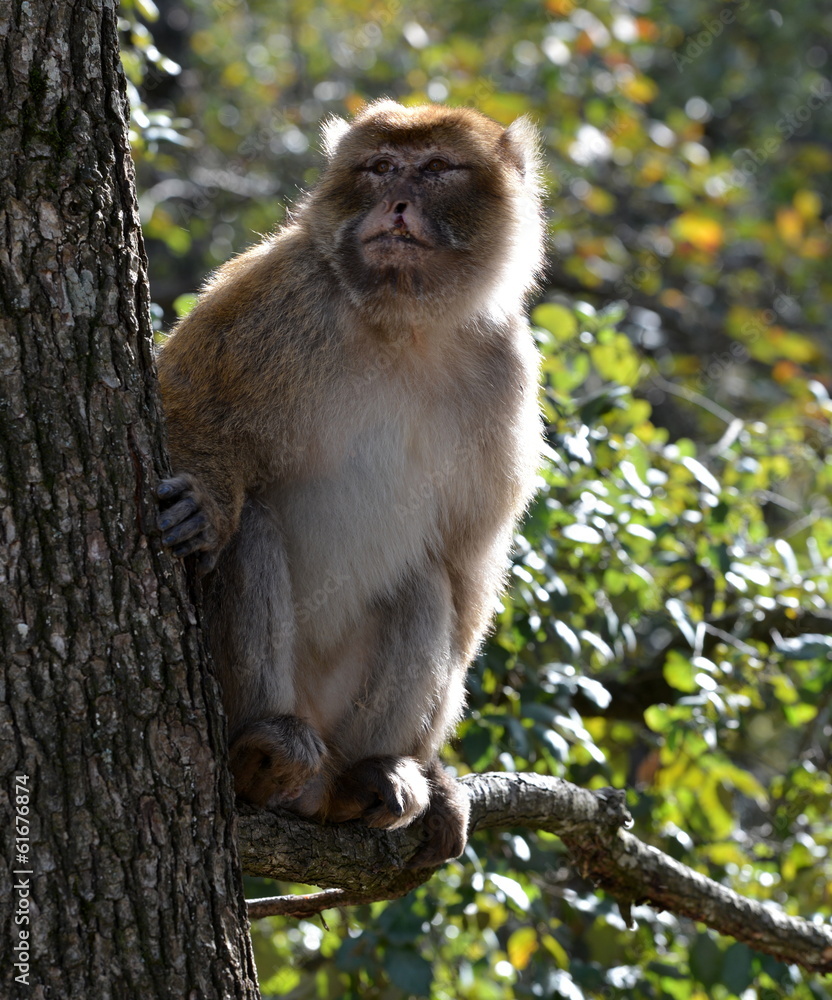 singe magot singe magot