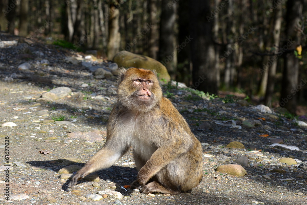 Obraz premium singe magot