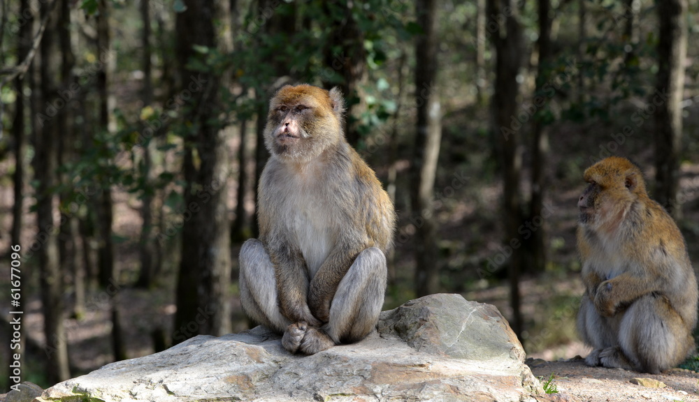 Naklejka premium singe magot