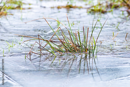 Grass is frozen in a icy pond