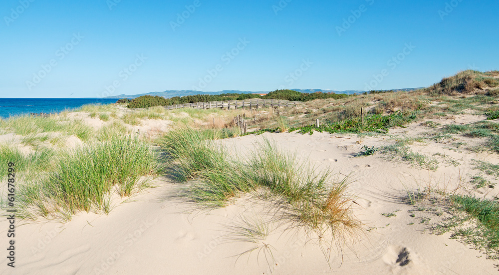 plants on dunes