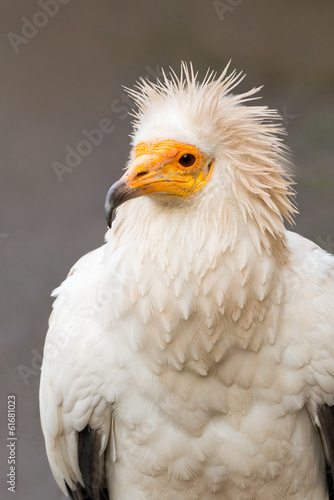 Egyptian Vulture - Neophron percnopterus © Marek R. Swadzba