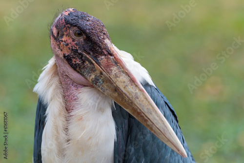 Marabou Stork - Leptoptilos crumeniferus photo