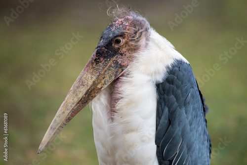 Marabou Stork - Leptoptilos crumeniferus photo