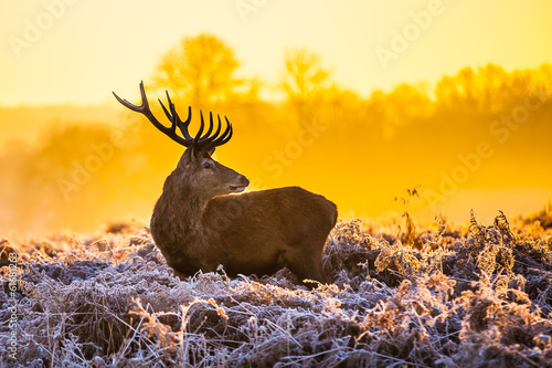 Red deer in the morning sun