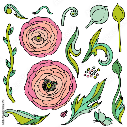 Photo Ranunculus-rose flowers  vector set