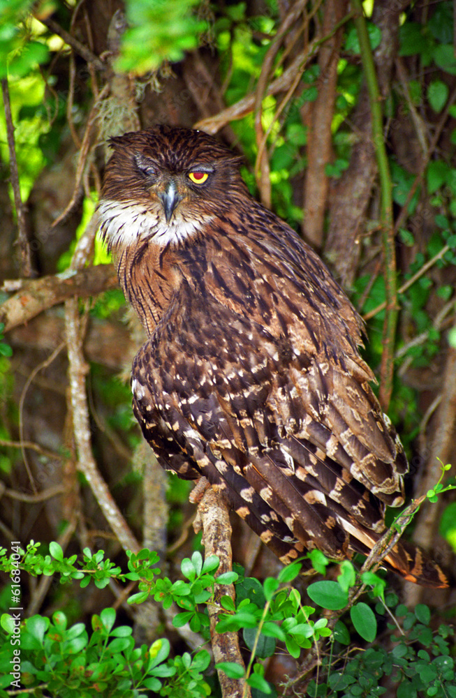 Brown fishing owl, Yala West National Park, Sri Lanka Brown fishing owl, Yala West National Park, Sri Lanka