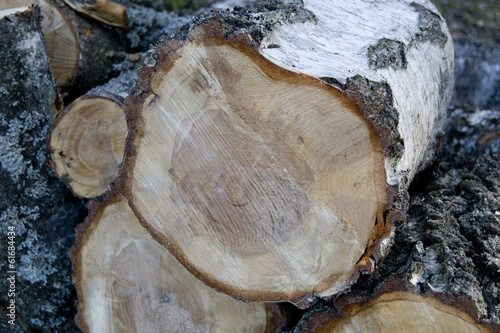 Close-up of some chopped wood (tree, birch) photo