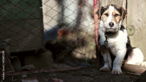 Dog sunbathing at dog shelter