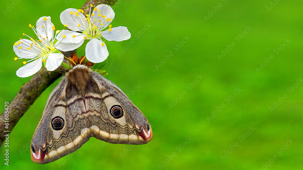 Naklejka premium Card with spring flowers and butterfly - space to add wishes