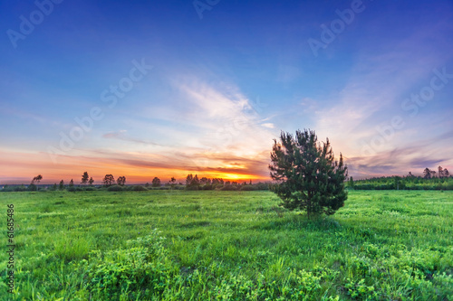 fir-tree in summer field