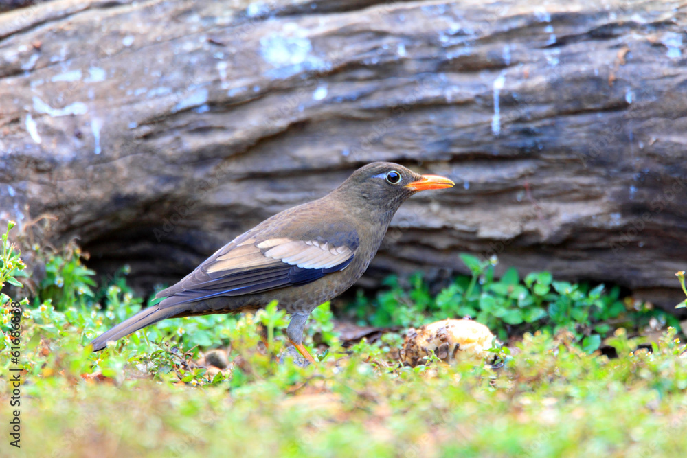 Grey-winged Blackbird (Turdus boulboul) female Grey-winged Blackbird (Turdus boulboul) female