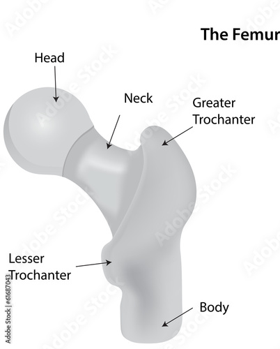 Femur