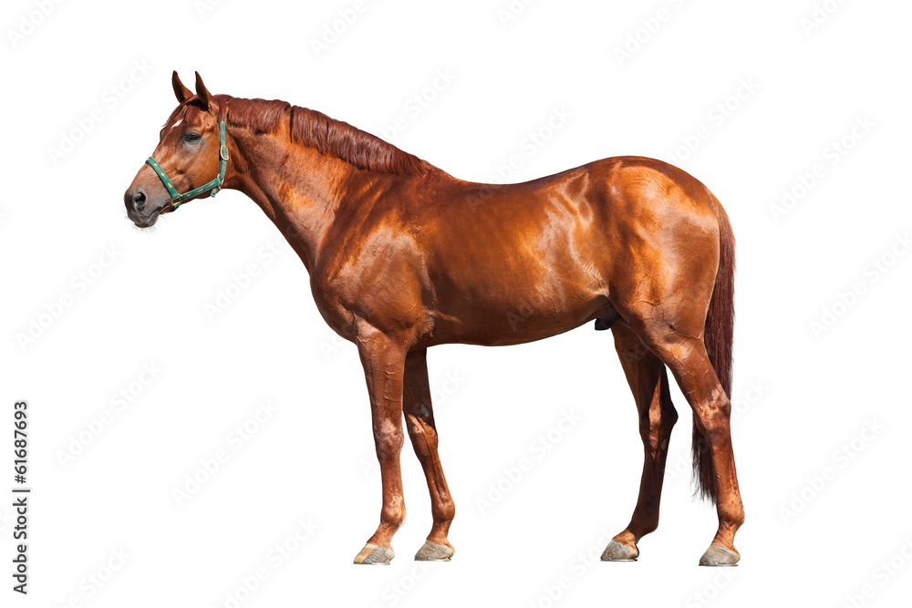 Fototapeta premium Kasztanowy koń na białym tle