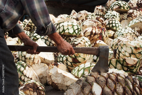 Obraz na płótnie Agave tequila production