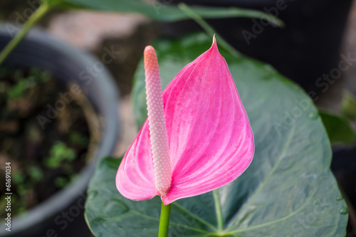Fototapeta Naklejka Na Ścianę i Meble -  flamingo lily
