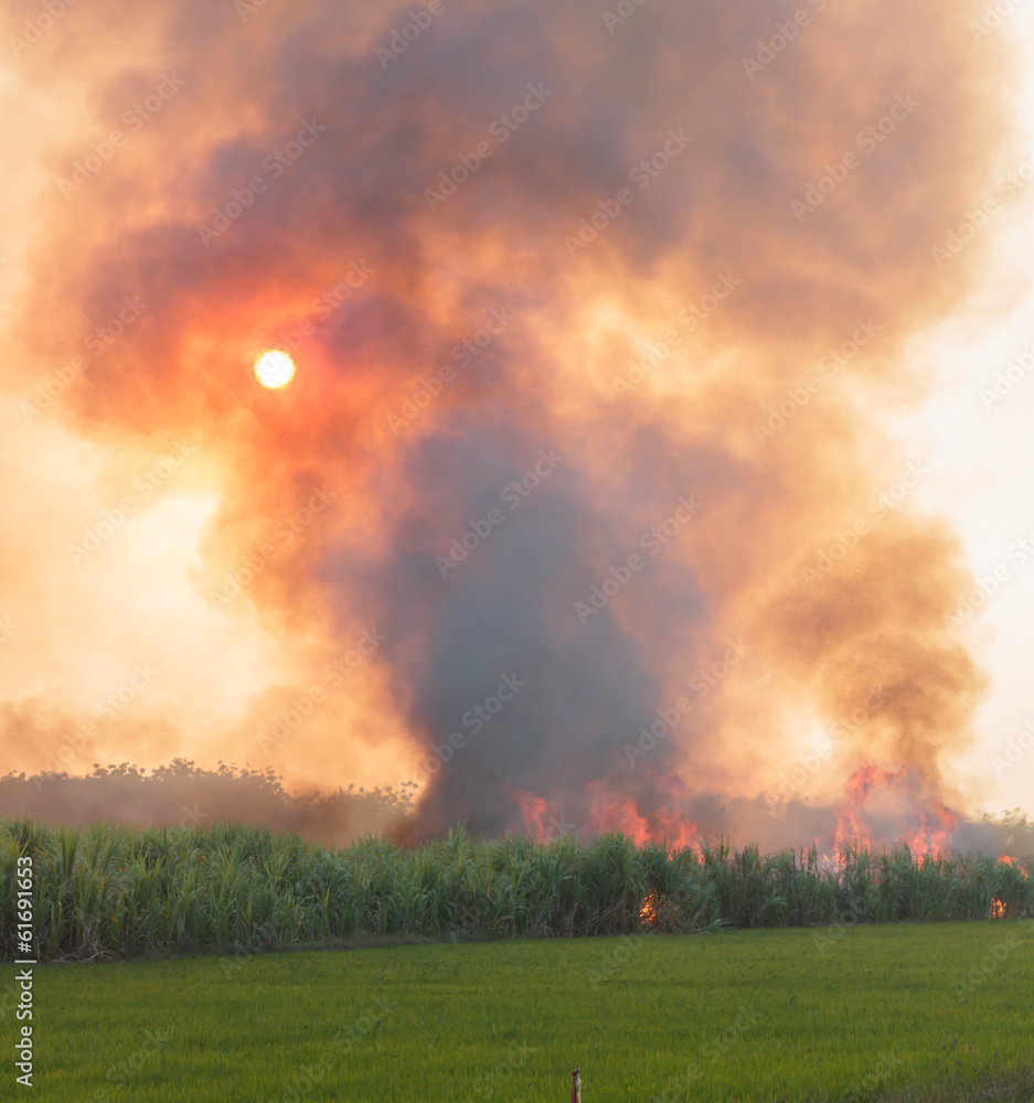 Obraz premium Fire and smoke in paddy