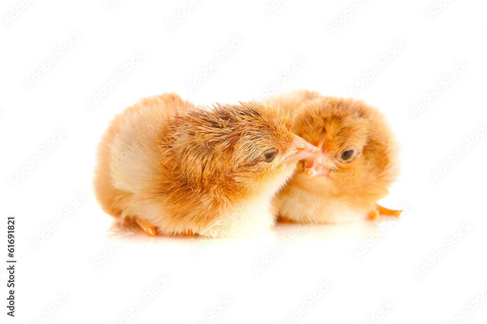 Obraz premium little chicken, isolated