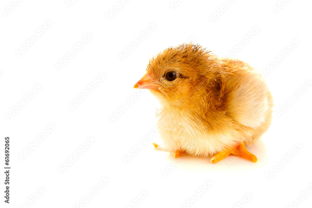Obraz premium little chicken, isolated