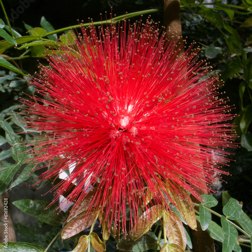 red Powder Puff, also known as Calliandra haematocephala photo