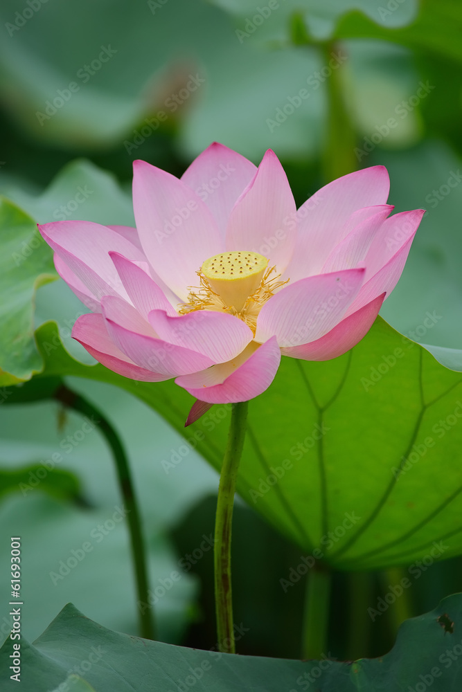 Obraz premium blooming lotus flower