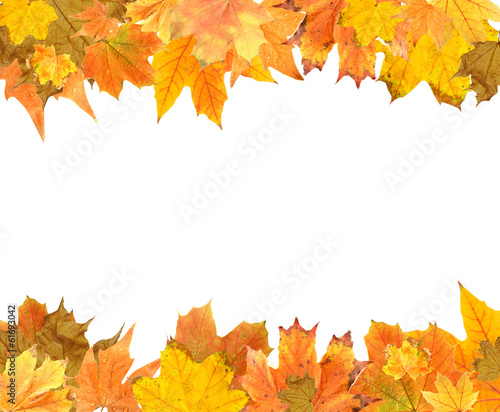 Beautiful colored autumn leaves isolated on white