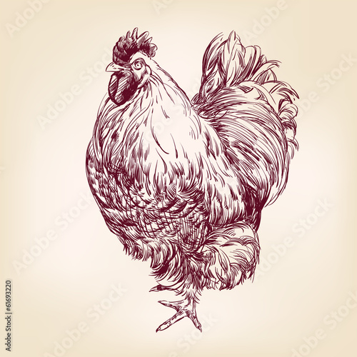 chicken vintage hand drawn vector illustration