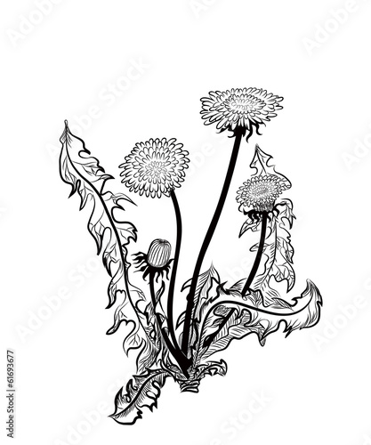 Dandelion