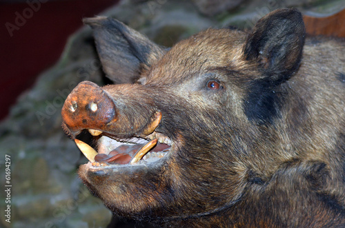 Taxidermy - Wild boar photo