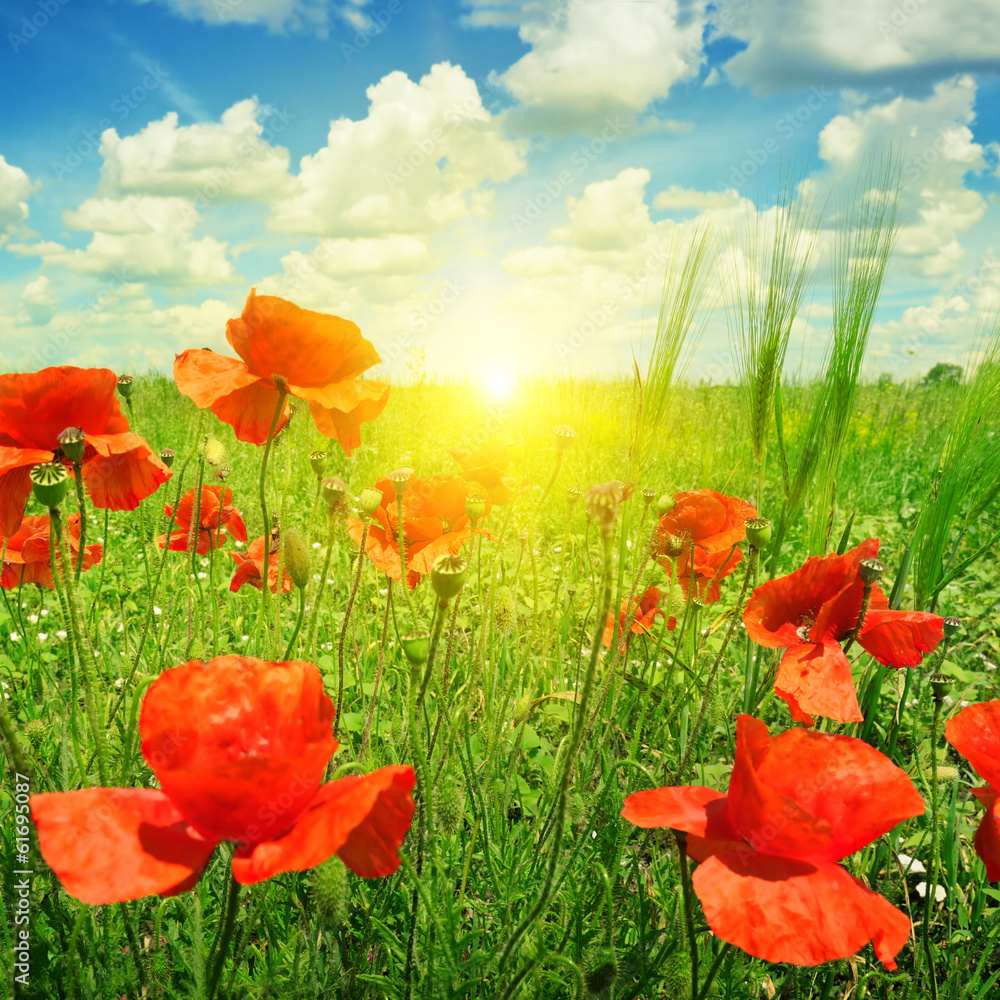 Fototapeta premium poppies field in rays sun