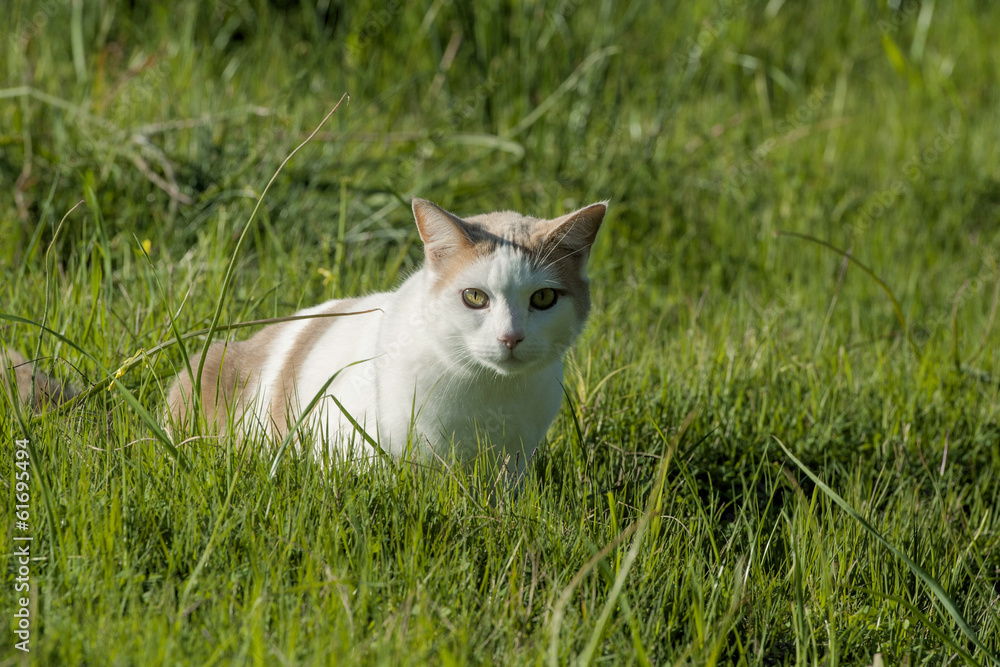 white and ginger cat