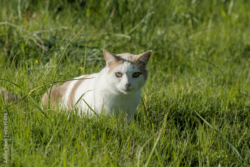 white and ginger cat © elsahoffmann