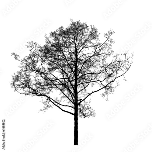Black leafless alder tree photo silhouette on white background