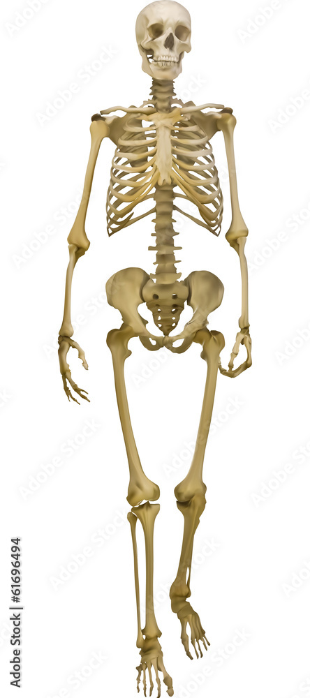 human skeleton illustration isolated on white background