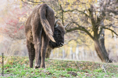 The European bison (Bison bonasus) photo