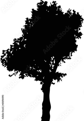 deciduous tree silhouette isolated on white background