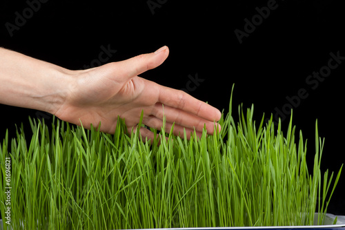 Hand above green grass © Vasily Merkushev
