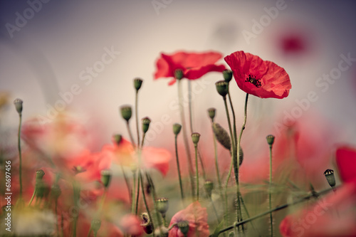 Fototapeta Naklejka Na Ścianę i Meble -  Mohnblumen auf Sommerwiese